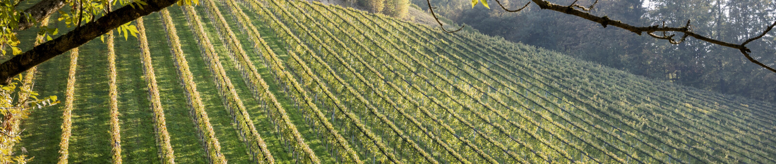     Vineyard in the south of Styria 